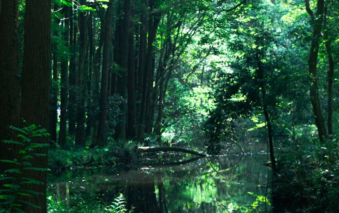 Article Image for AI and the Future of Environmental Conservation