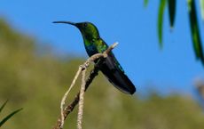 Article Image for Biodiversity Loss and Economic Risk