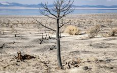 Article Image for Climate Change and Biodiversity Loss Explained