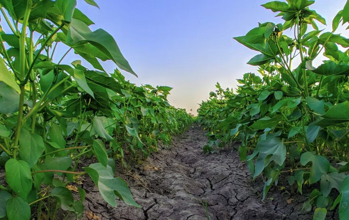 Article Image for Climate Change and Its Effects on Food Systems