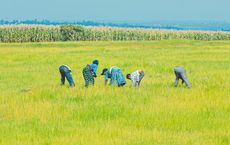 Article Image for Community-Led Environmental Initiatives