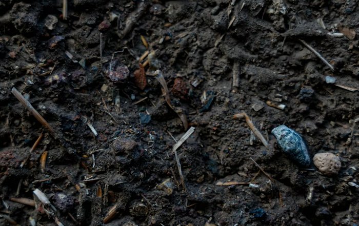 Article Image for Compostable vs. Biodegradable: Understanding the Terms