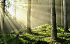 Article Image for Cultivating Environmental Awareness in a Noisy World