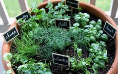 cultivating your own herb garden at home