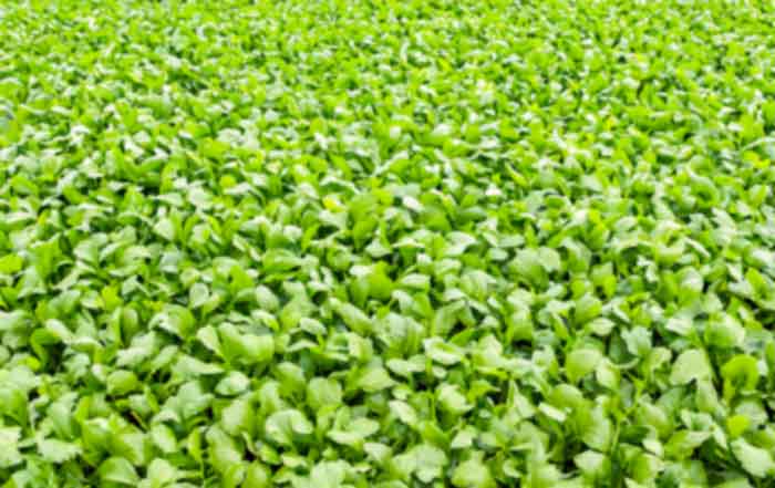 Embracing Organic Agriculture: A Pillar for Sustainable Living