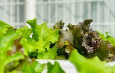 Article Image for How Hydroponic Farming Is Changing Urban Food Systems