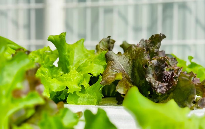 Article Image for How Hydroponic Farming Is Changing Urban Food Systems