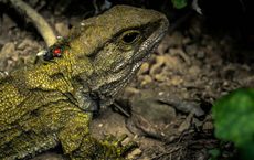 Article Image for How New Zealand’s Indigenous Communities Are Leading Conservation Efforts