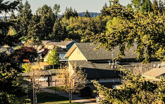 Article Image for How to Support Sustainable Livelihoods in Forest-Dependent Communities