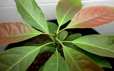 Indispensable Role of Trees in Shaping Global Sustainability: A Holistic Perspective