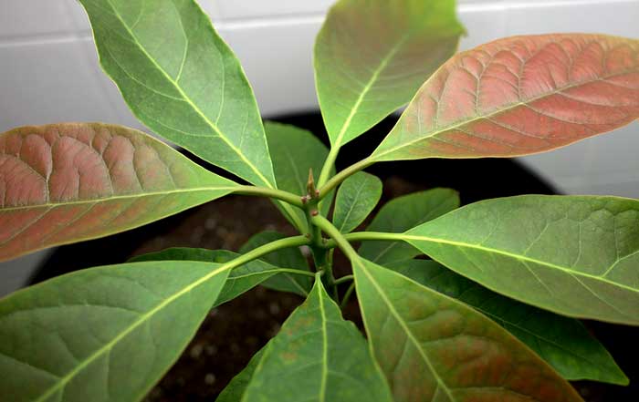 Indispensable Role of Trees in Shaping Global Sustainability: A Holistic Perspective