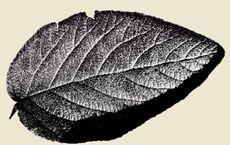 Article Image for Mapping Your Personal Carbon Footprint