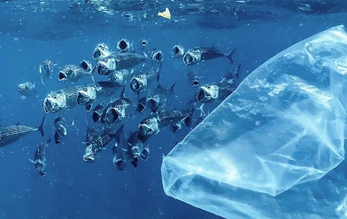 Article Image for Plastic Recycling Solutions for a Cleaner Planet