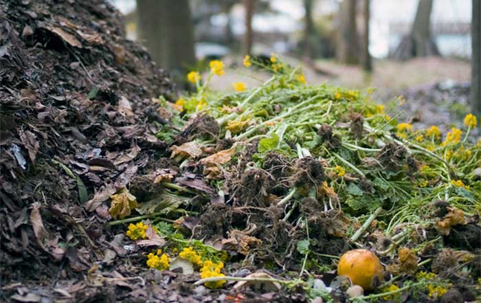 The Rise of Composting for Healthy Soil