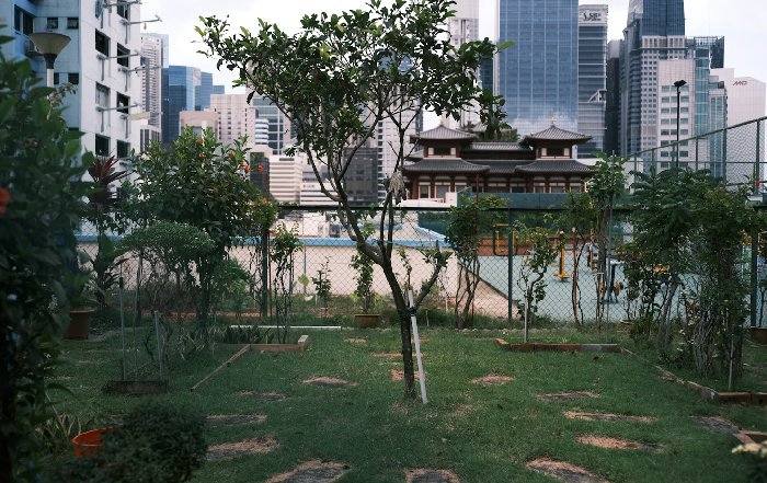 Article Image for The Importance of Green Space for Mental Well-Being in Dense Cities