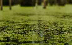Article Image for The Potential of Algae as a Sustainable Material and Fuel Source