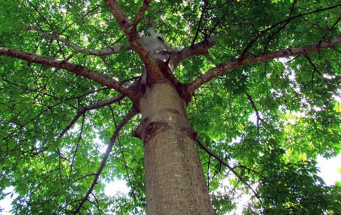 The Role of Trees in Environmental and Human Well-being