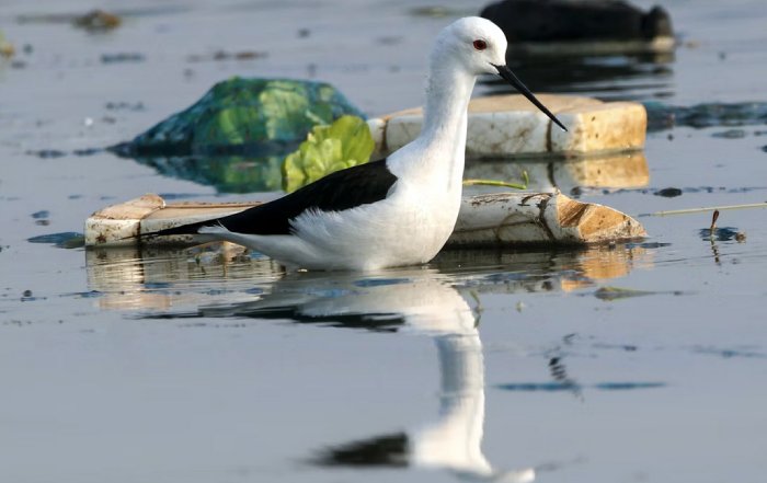 Article Image for Why Plastic Reduction Matters for Oceans and Wildlife